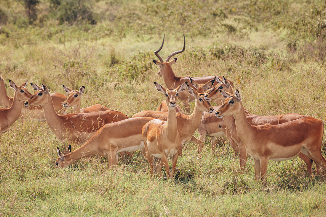 tourhub | Intrepid Travel | Gorillas & Game Parks 