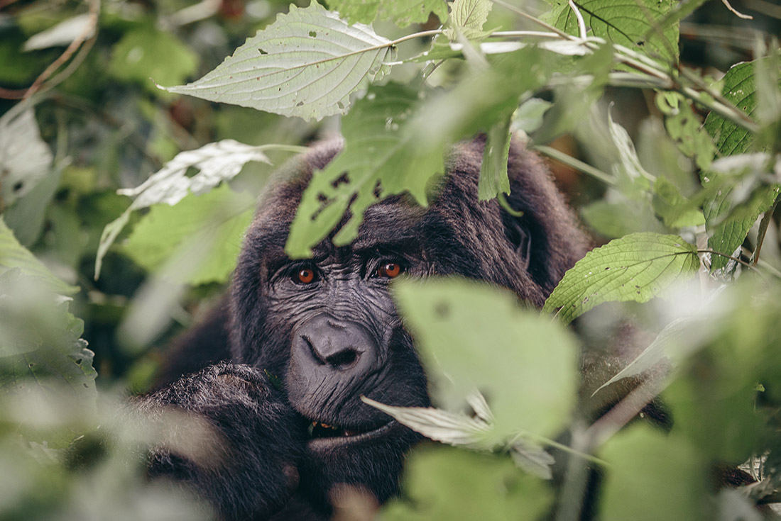 tourhub | Intrepid Travel | Gorillas & Game Parks 