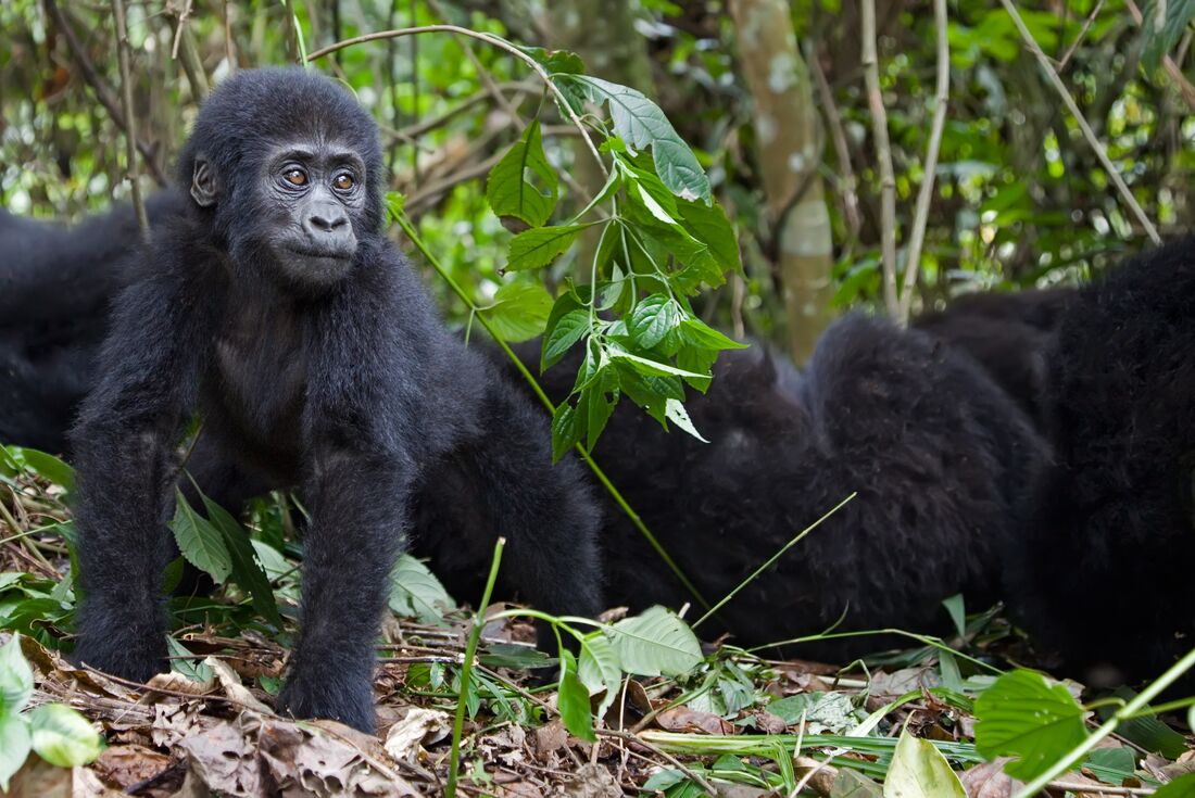 tourhub | Intrepid Travel | Gorillas & Game Parks 