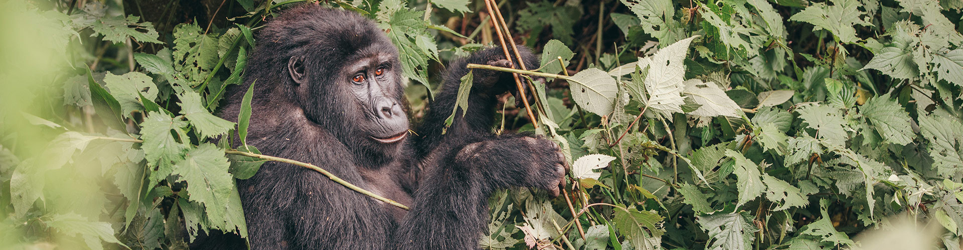 tourhub | Intrepid Travel | Gorillas & Game Parks 