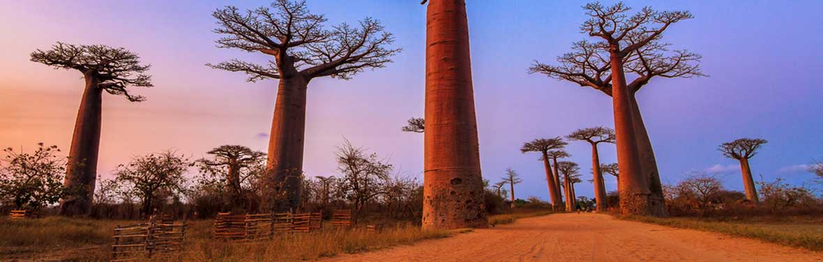 tourhub | Intrepid Travel | Madagascar Baobabs & Beyond 