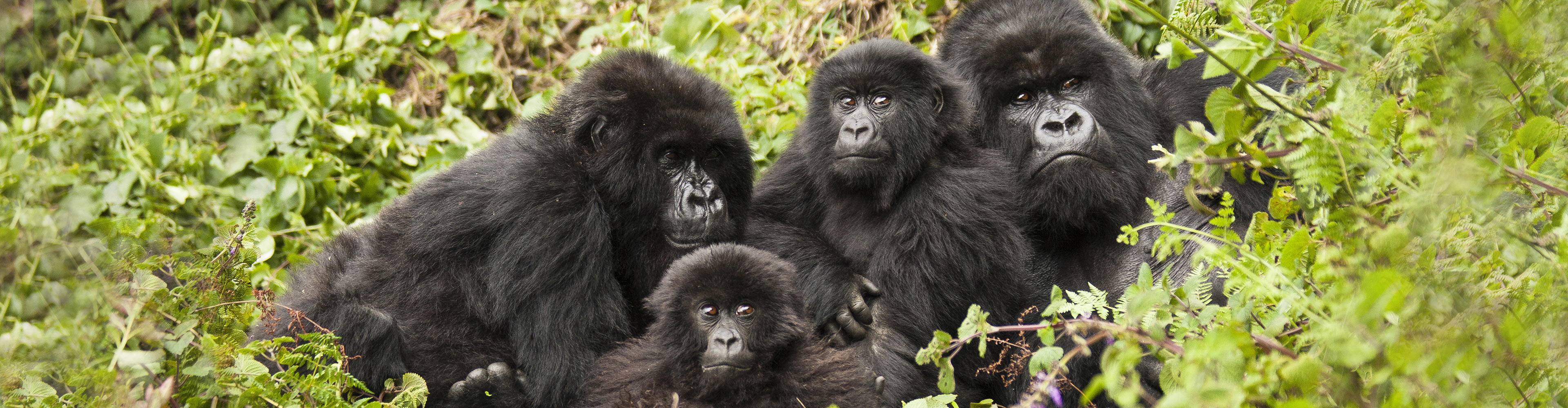 tourhub | Intrepid Travel | Premium Rwanda & Gorillas of Uganda 