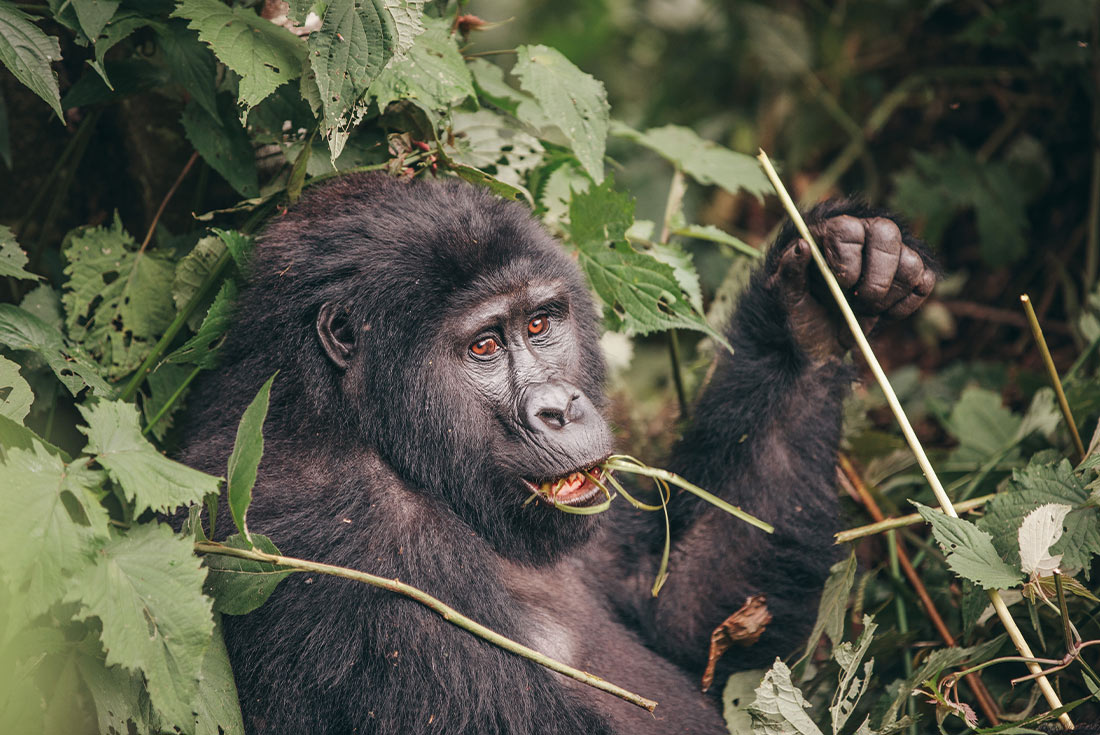 tourhub | Intrepid Travel | Premium Rwanda & Gorillas of Uganda 