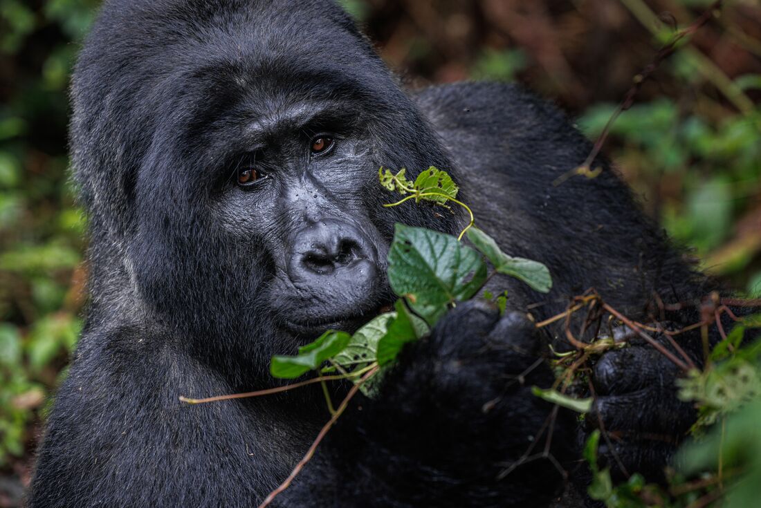 tourhub | Intrepid Travel | Premium Rwanda & Gorillas of Uganda 