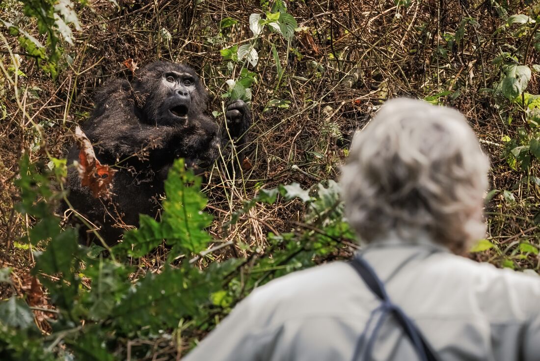 tourhub | Intrepid Travel | Premium Rwanda & Gorillas of Uganda 