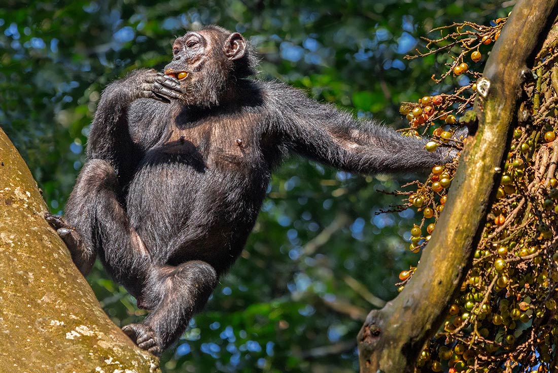 tourhub | Intrepid Travel | Remarkable Rwanda & Gorillas of Uganda 