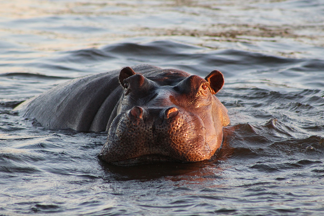 tourhub | Intrepid Travel | Okavango Experience 