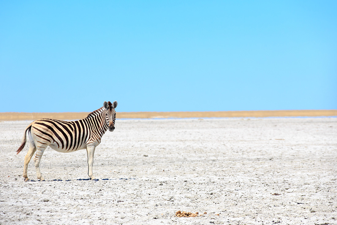 tourhub | Intrepid Travel | Okavango Experience 