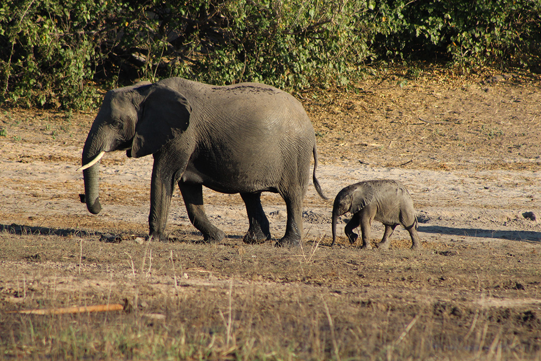 tourhub | Intrepid Travel | Premium Botswana 