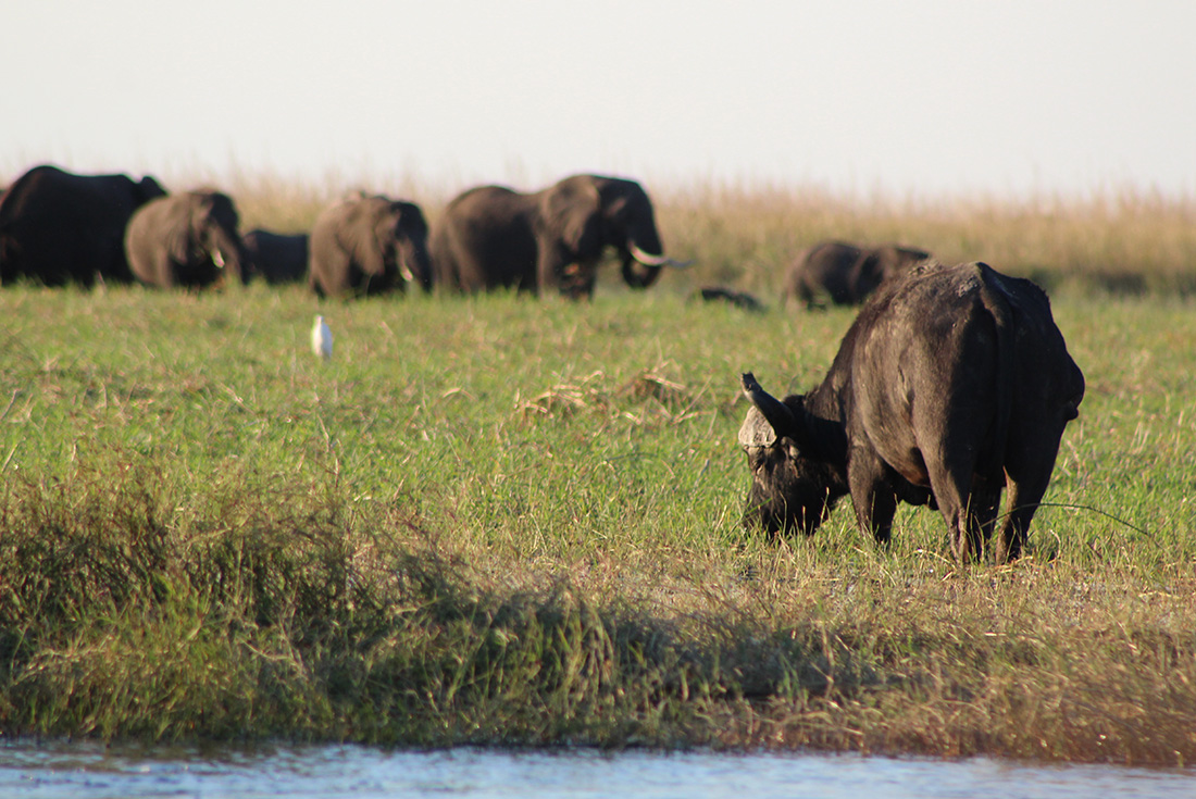 tourhub | Intrepid Travel | Premium Botswana 