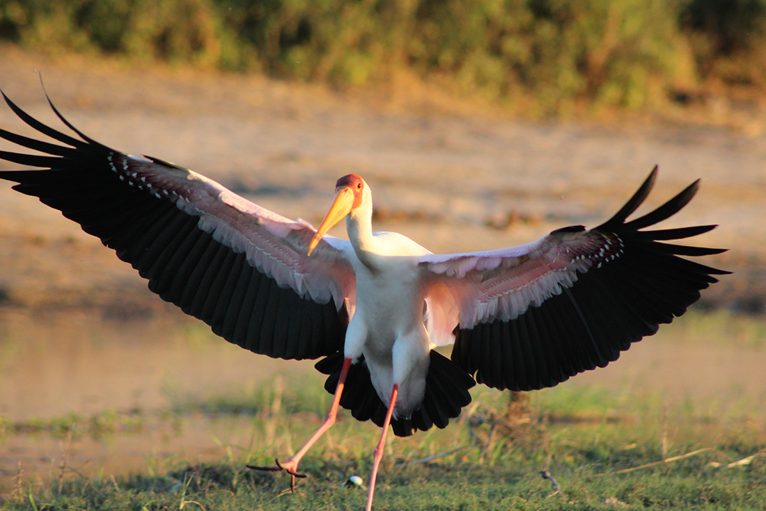 tourhub | Intrepid Travel | Premium Botswana 