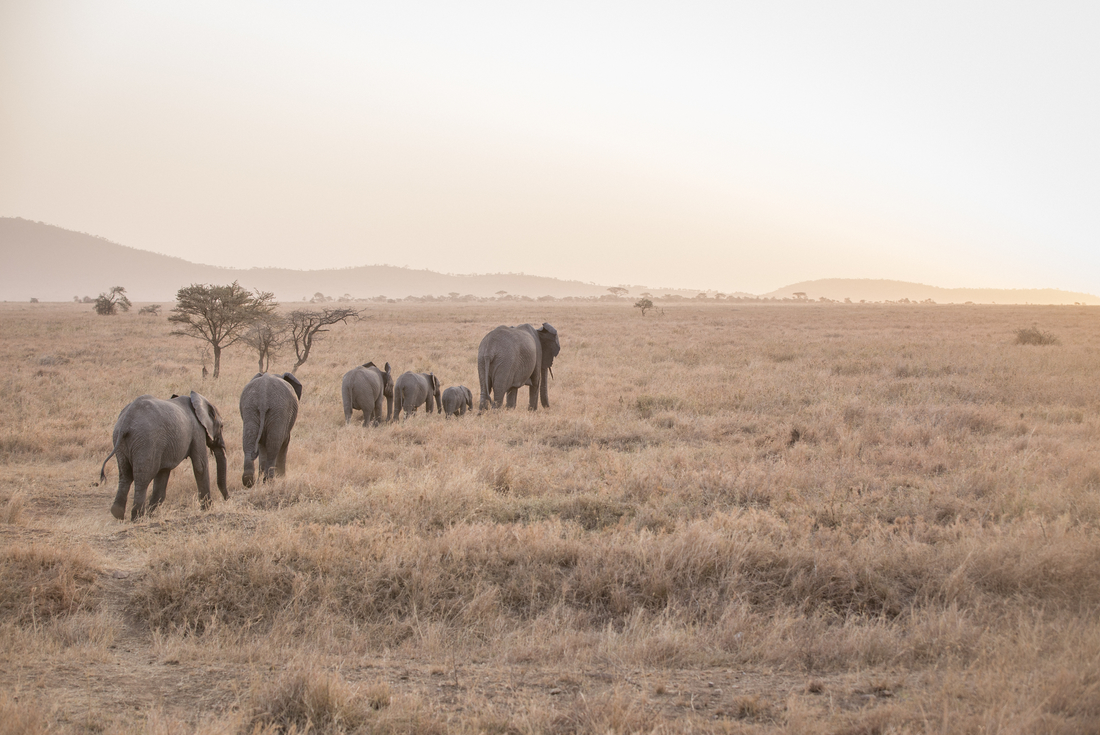 tourhub | Intrepid Travel | East Africa Safari & Coast 