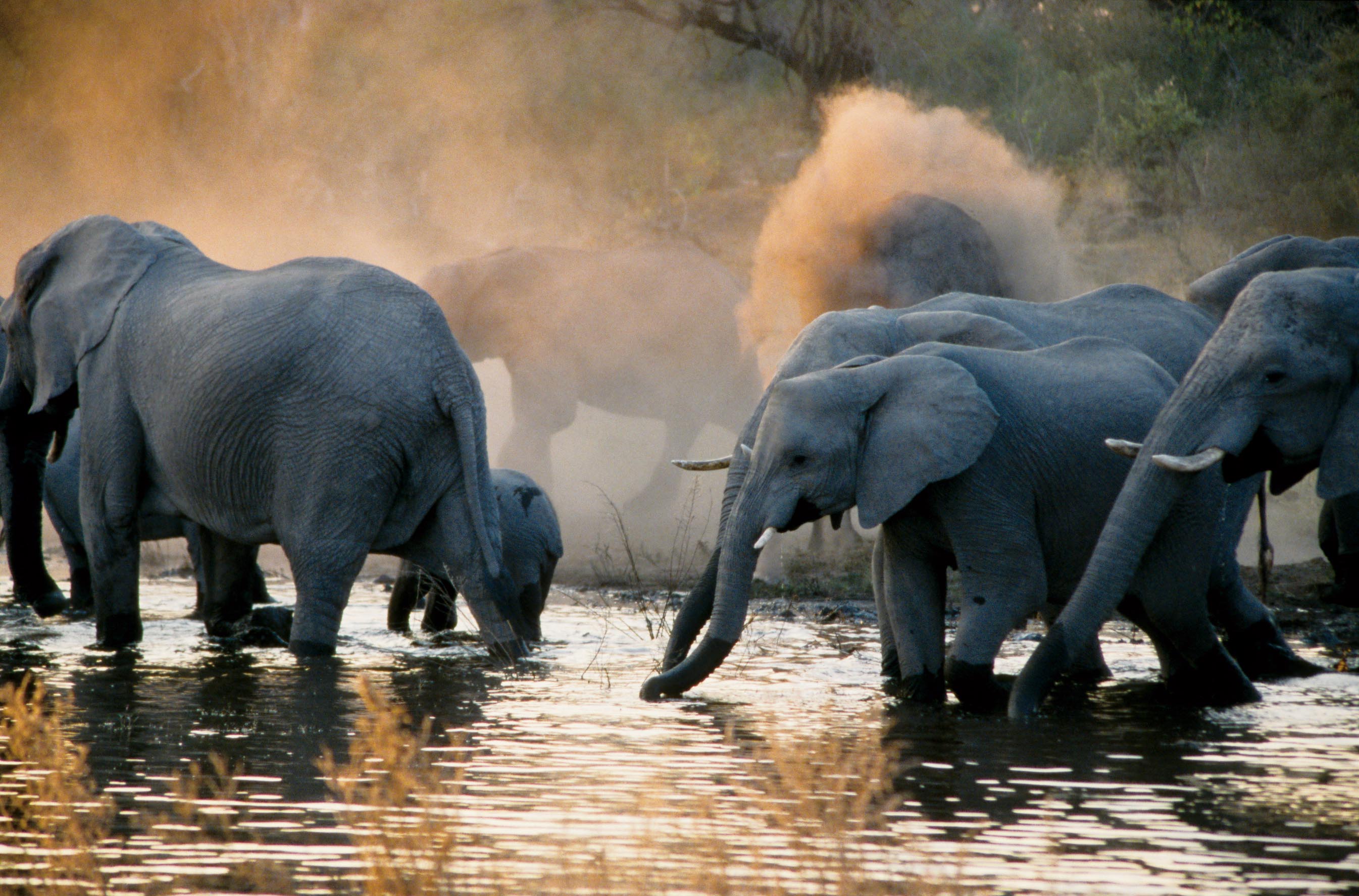 tourhub | Intrepid Travel | Botswana Highlights 