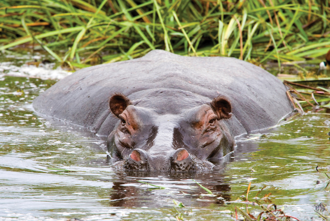 tourhub | Intrepid Travel | Botswana Highlights 