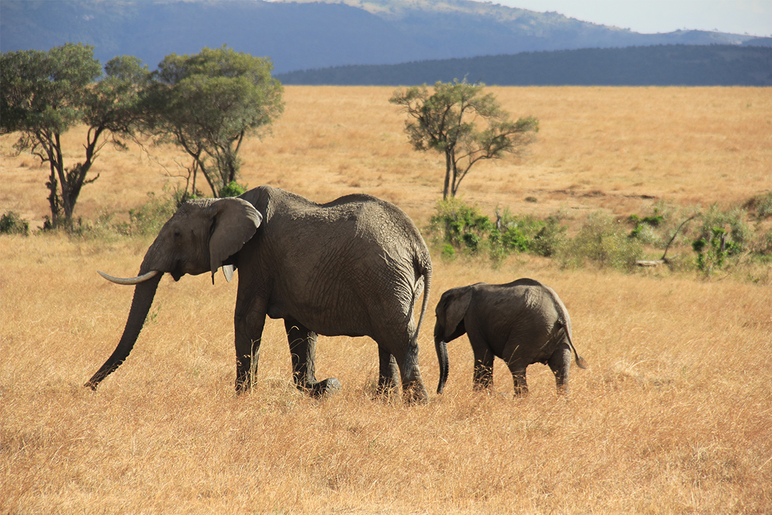 tourhub | Intrepid Travel | Kenya and Tanzania Family Safari  