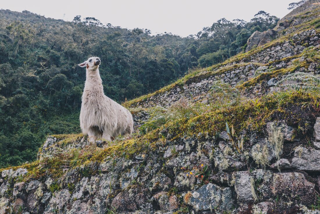 Peru Family Holiday