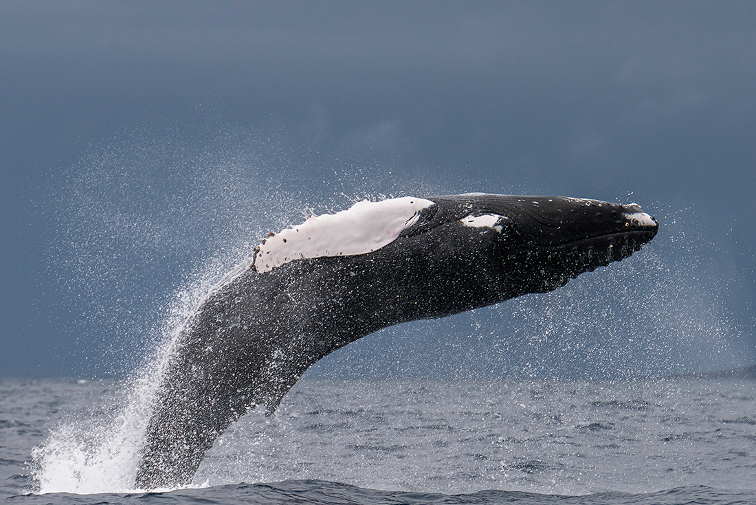 tourhub | Intrepid Travel | Highlights of the Azores 