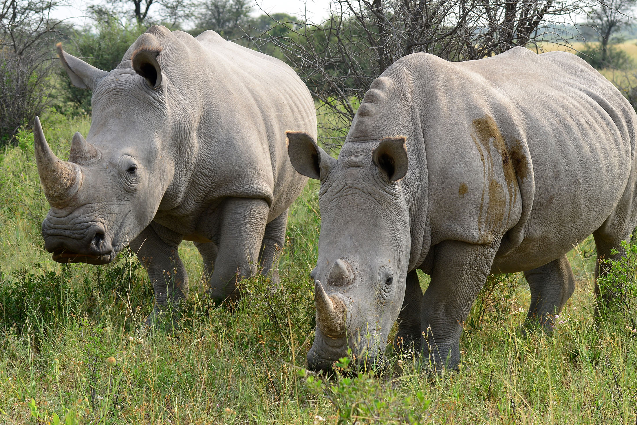 tourhub | Intrepid Travel | Botswana Family Safari with Teenagers 