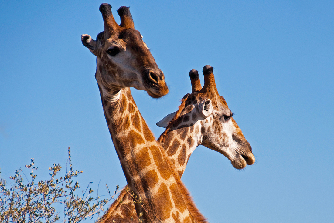 South Africa Family Safari with Teenagers