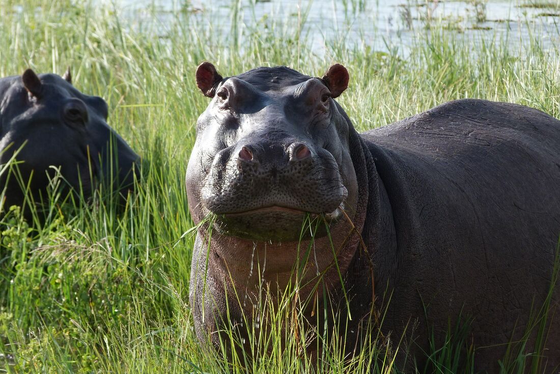 tourhub | Intrepid Travel | Okavango & Beyond 