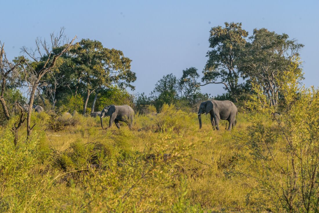 tourhub | Intrepid Travel | Okavango & Beyond 