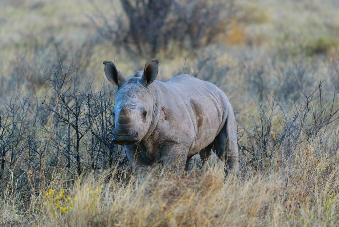 tourhub | Intrepid Travel | Okavango & Beyond 