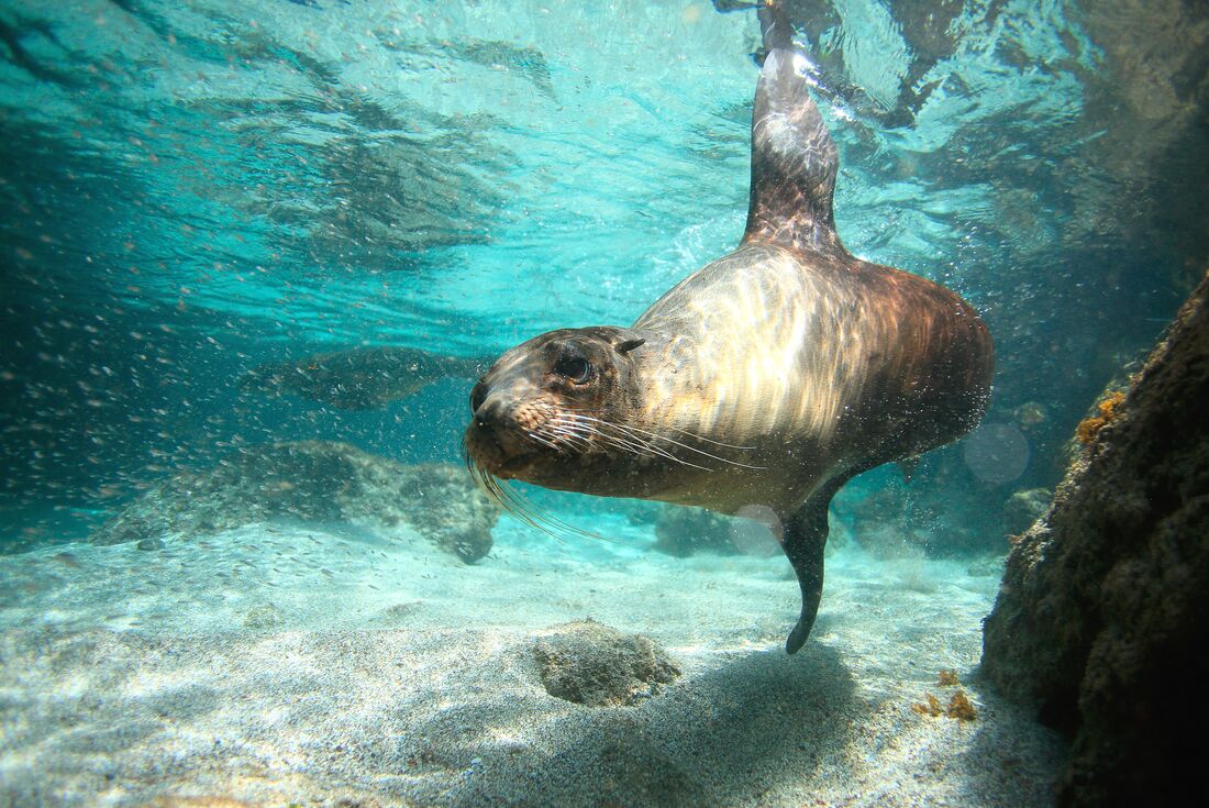 tourhub | Intrepid Travel | Best of Peru & Galapagos 