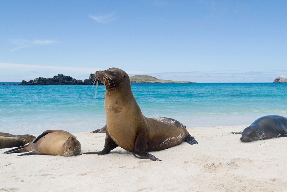 tourhub | Intrepid Travel | Best of Peru & Galapagos 