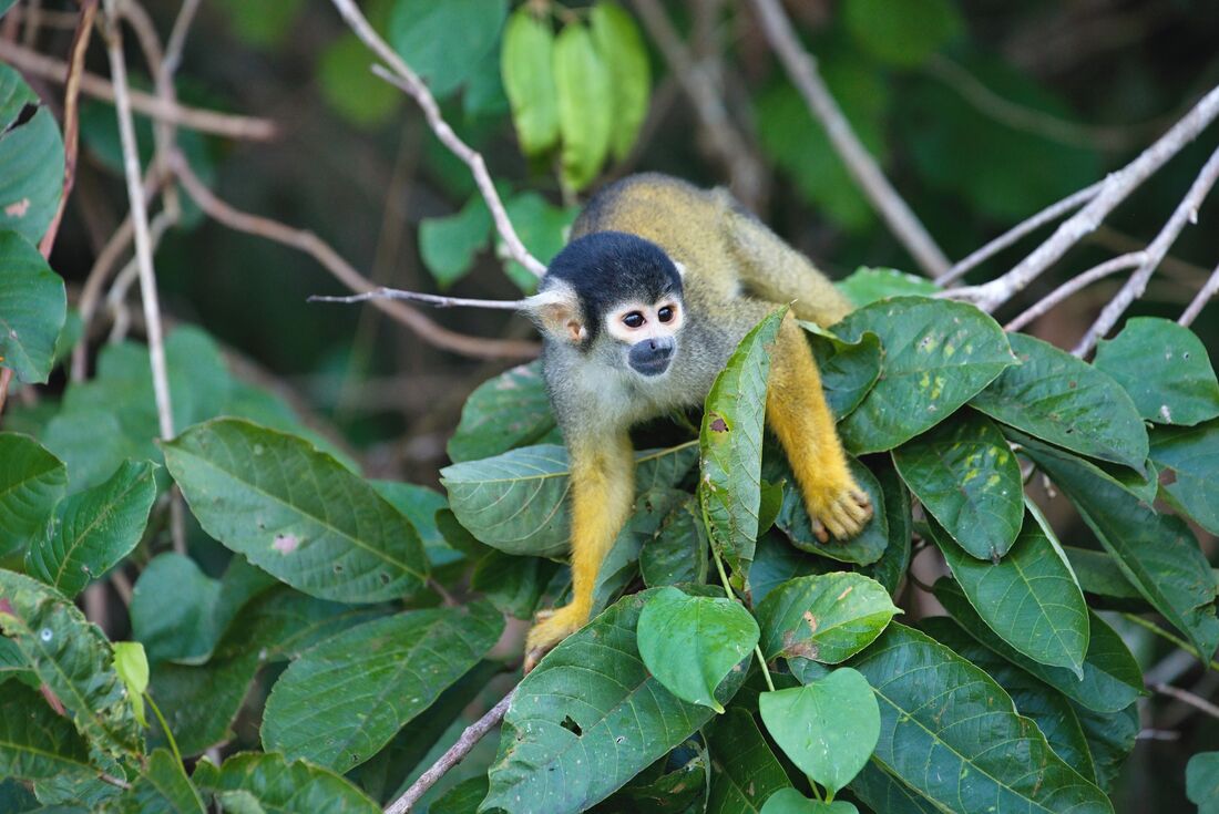 Peru & Galapagos Explorer