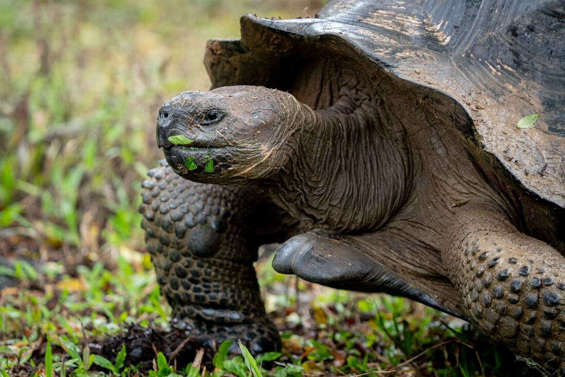 Peru & Galapagos Explorer