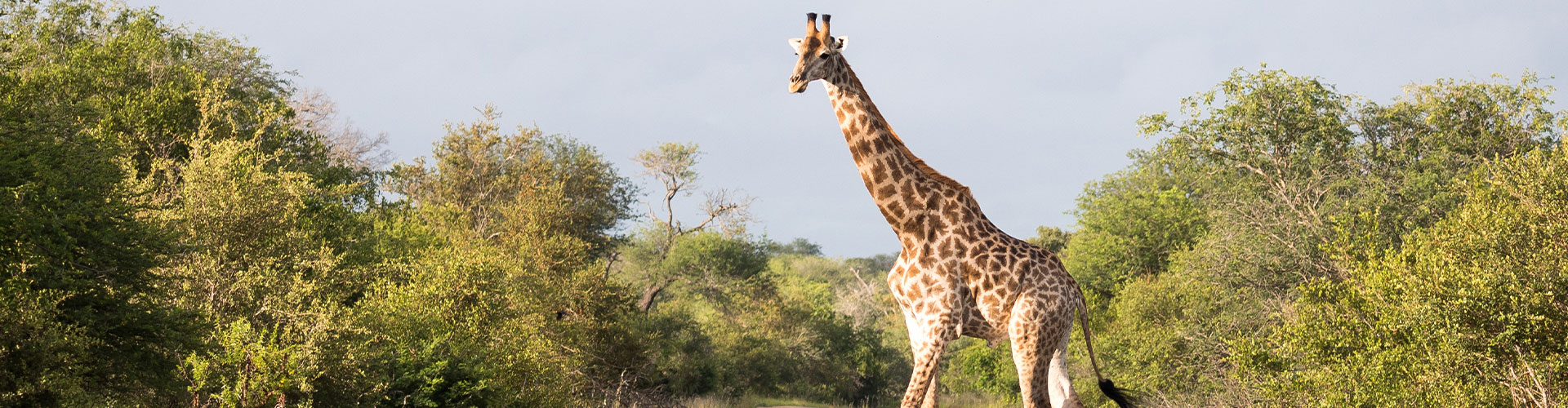 tourhub | Intrepid Travel | Premium Kenya & Southern Africa Highlights 