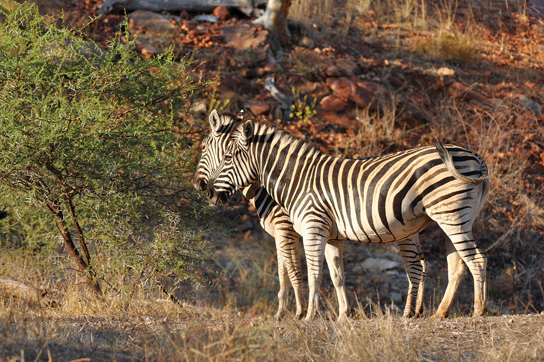 tourhub | Intrepid Travel | Essential African Safari 