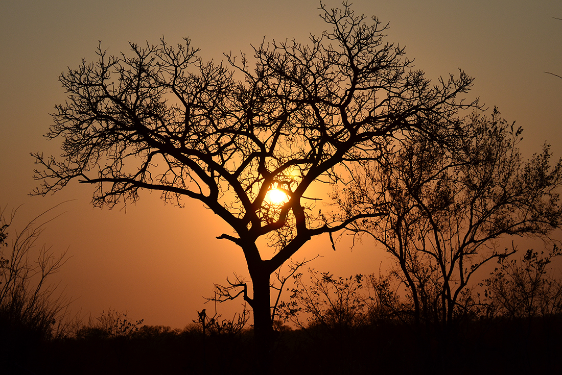 tourhub | Intrepid Travel | Kruger Lodge Experience 