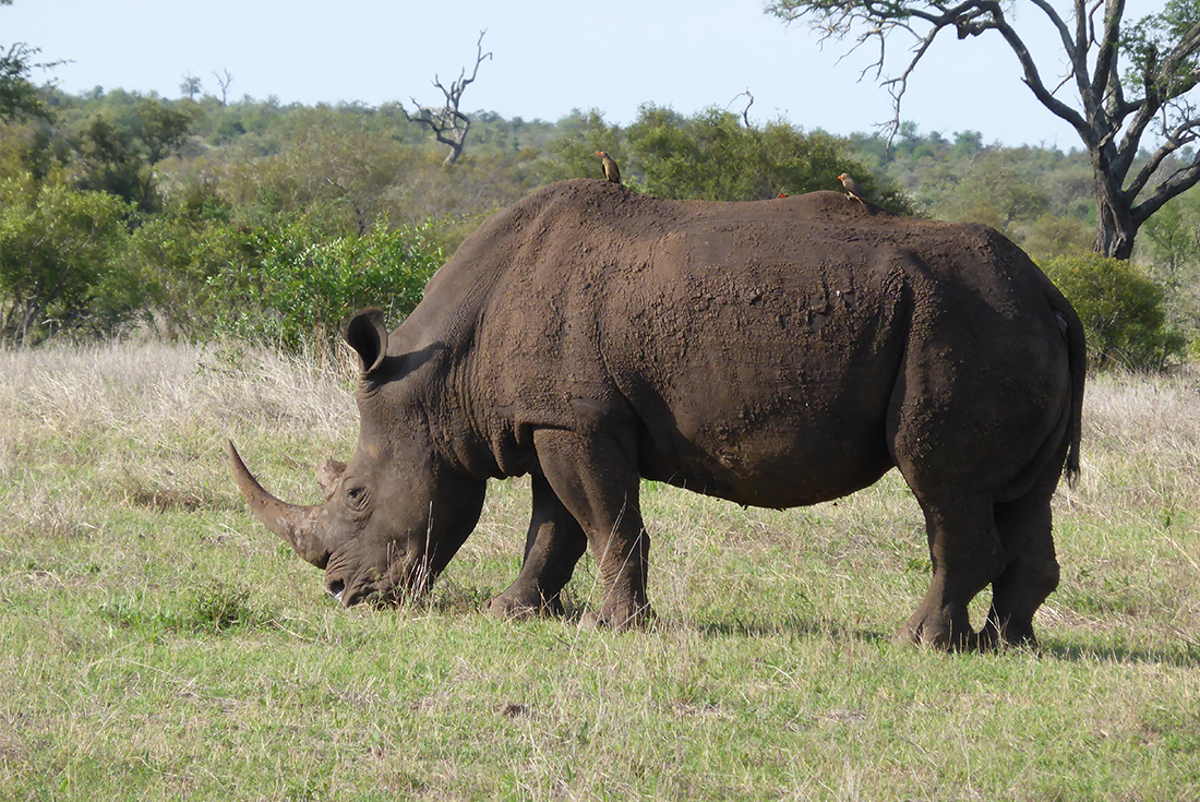 tourhub | Intrepid Travel | Kruger Lodge Experience 