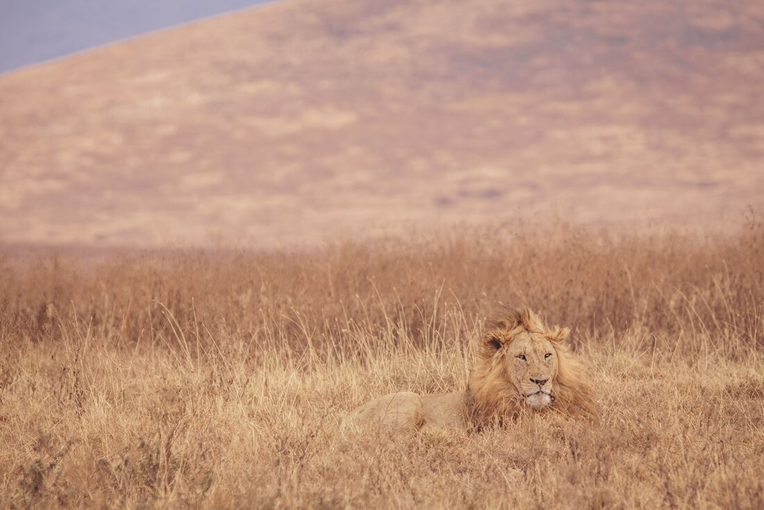 tourhub | Intrepid Travel | The Masai Heartlands 