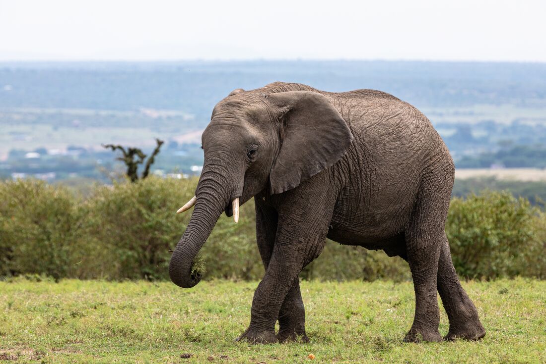 tourhub | Intrepid Travel | The Masai Heartlands 