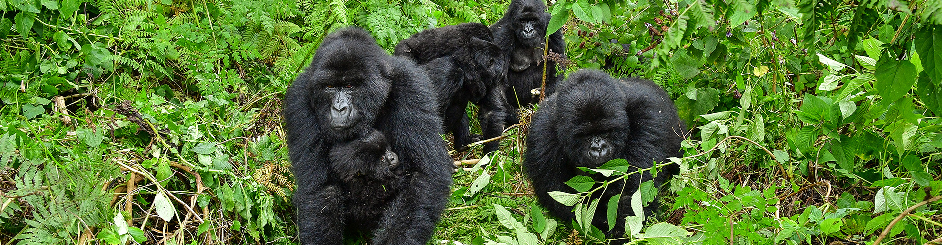 tourhub | Intrepid Travel | Uganda Gorilla Short Break: Original 