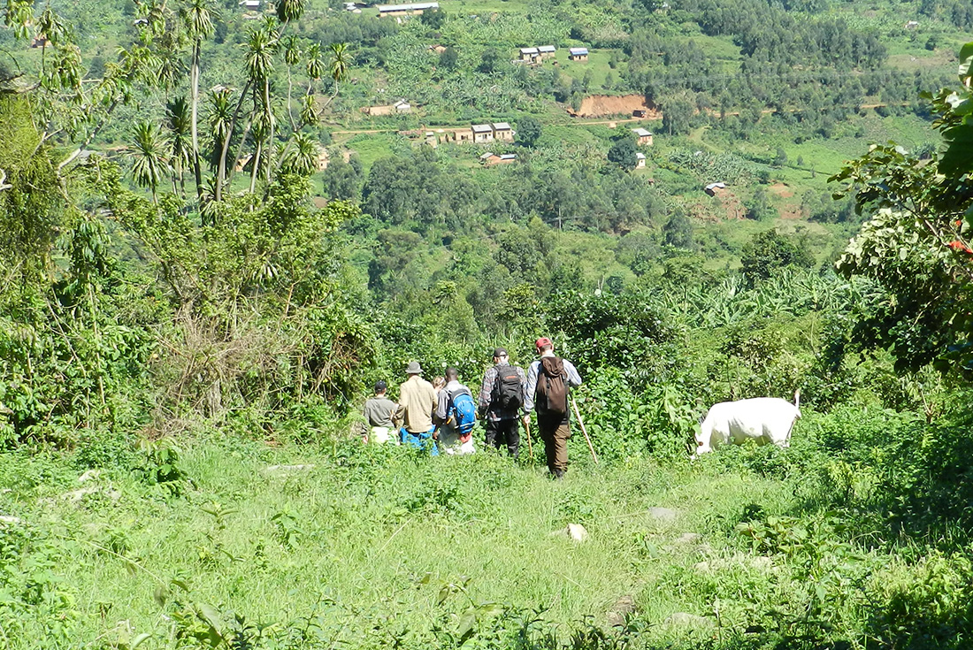 Uganda Gorilla Short Break: Original