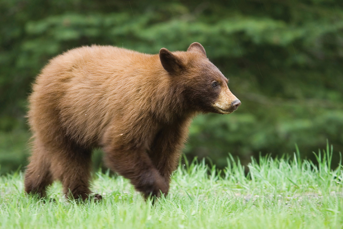 tourhub | Intrepid Travel | Alaska Discovery		 