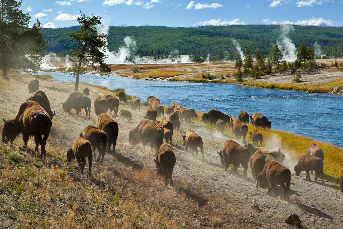 tourhub | Intrepid Travel | Yellowstone and Grand Tetons Adventure 