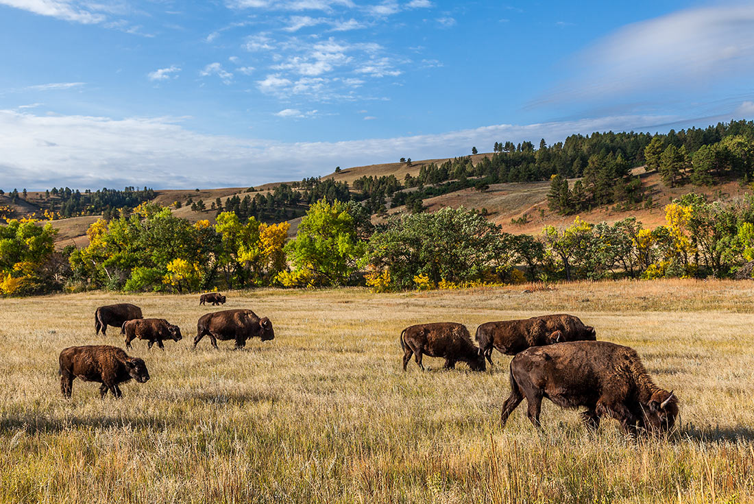 tourhub | Intrepid Travel | South Dakota to Yellowstone Parks Explorer		 