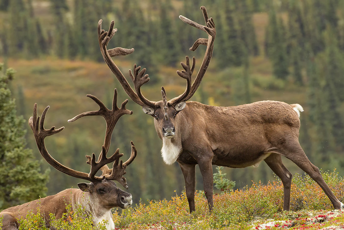 tourhub | Intrepid Travel | Alaska Hike, Bike & Kayak 