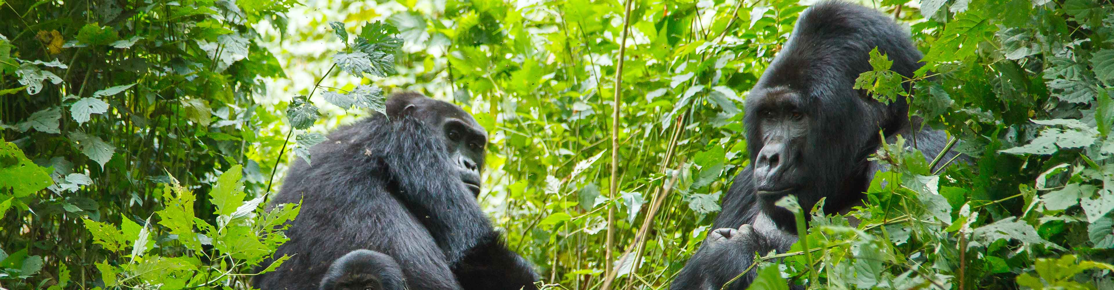 Johannesburg to Gorillas