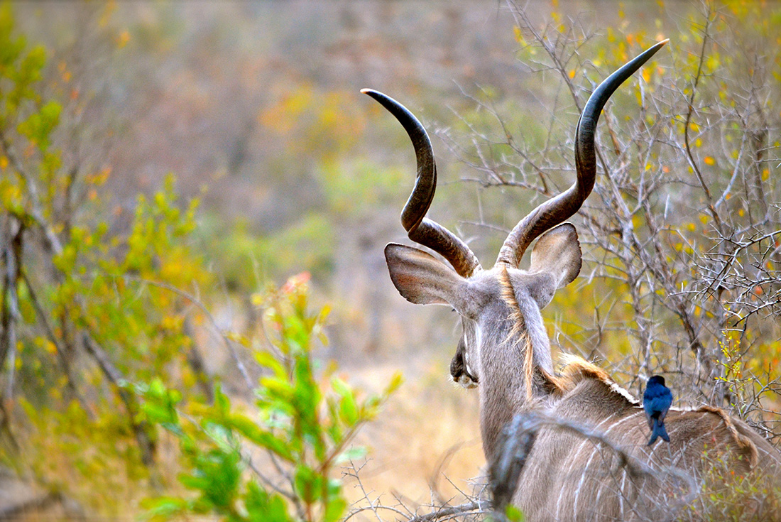 tourhub | Intrepid Travel | Kruger, Coast & Cape 