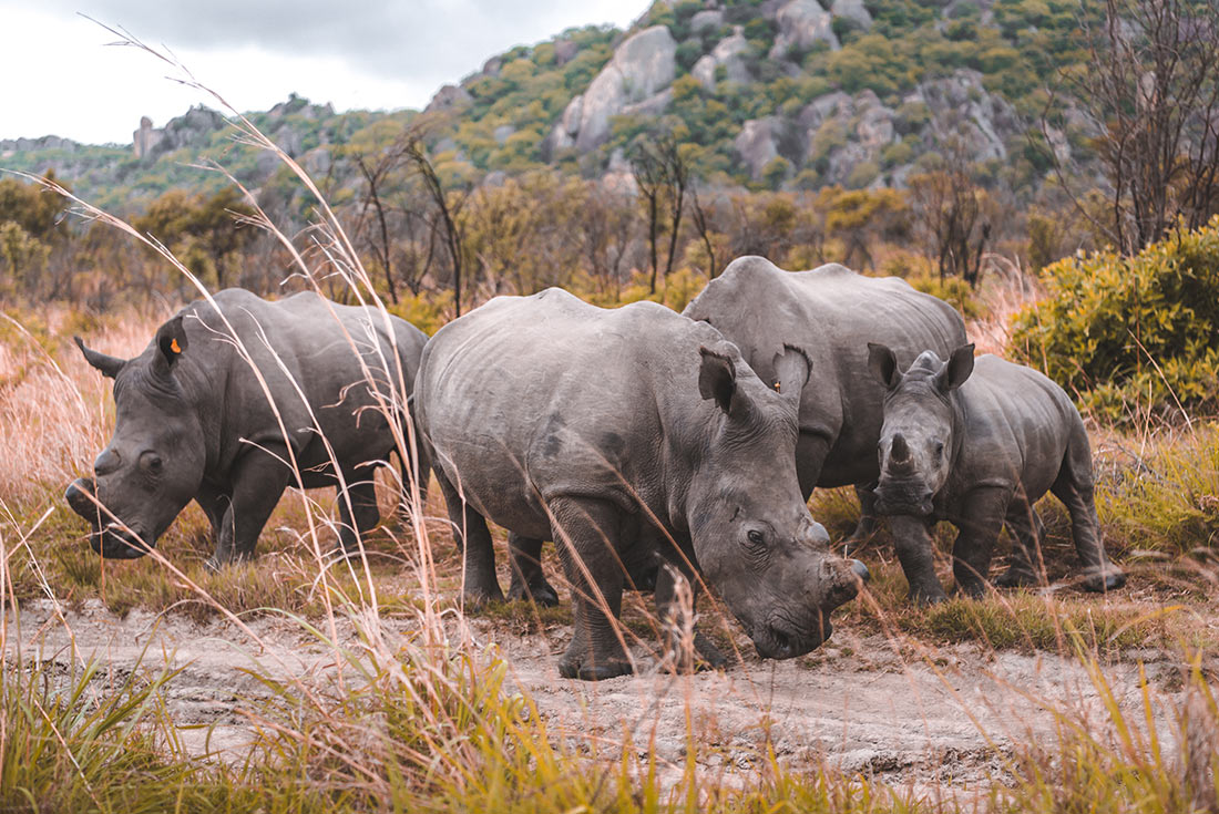 tourhub | Intrepid Travel | Johannesburg to Zanzibar 