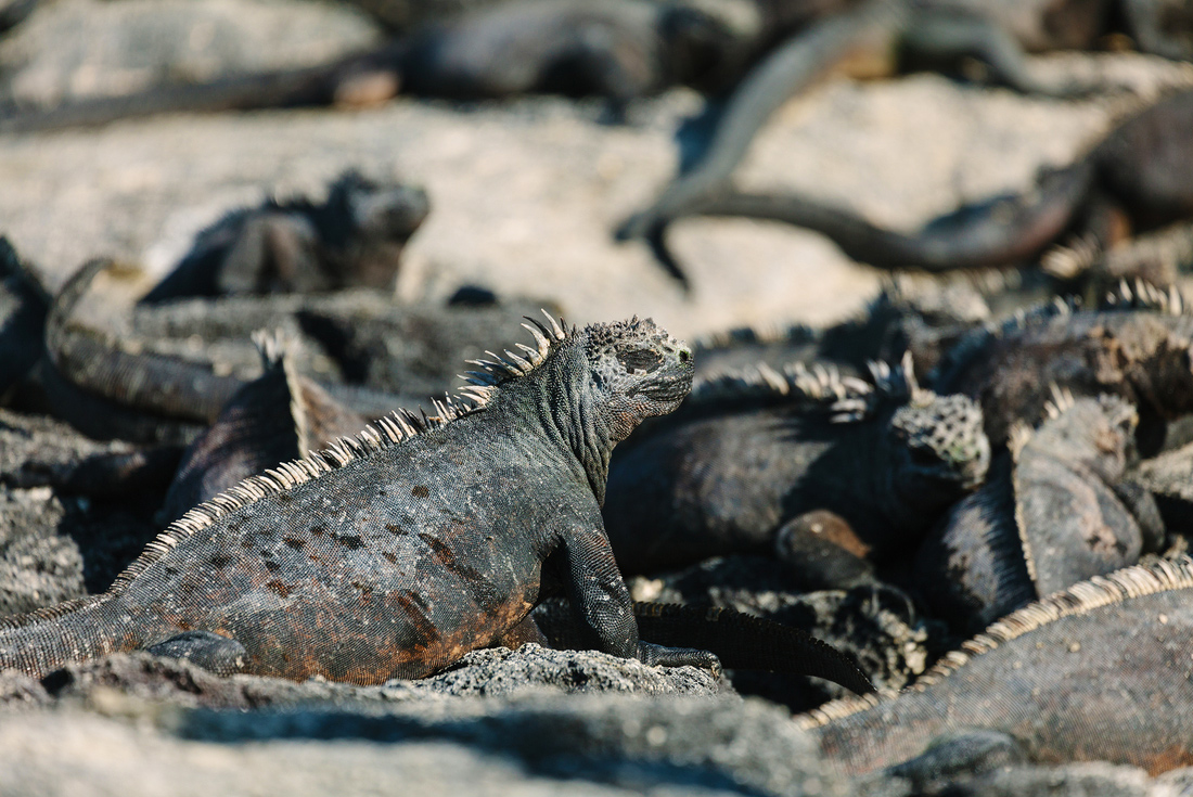 Galapagos Island Hopping