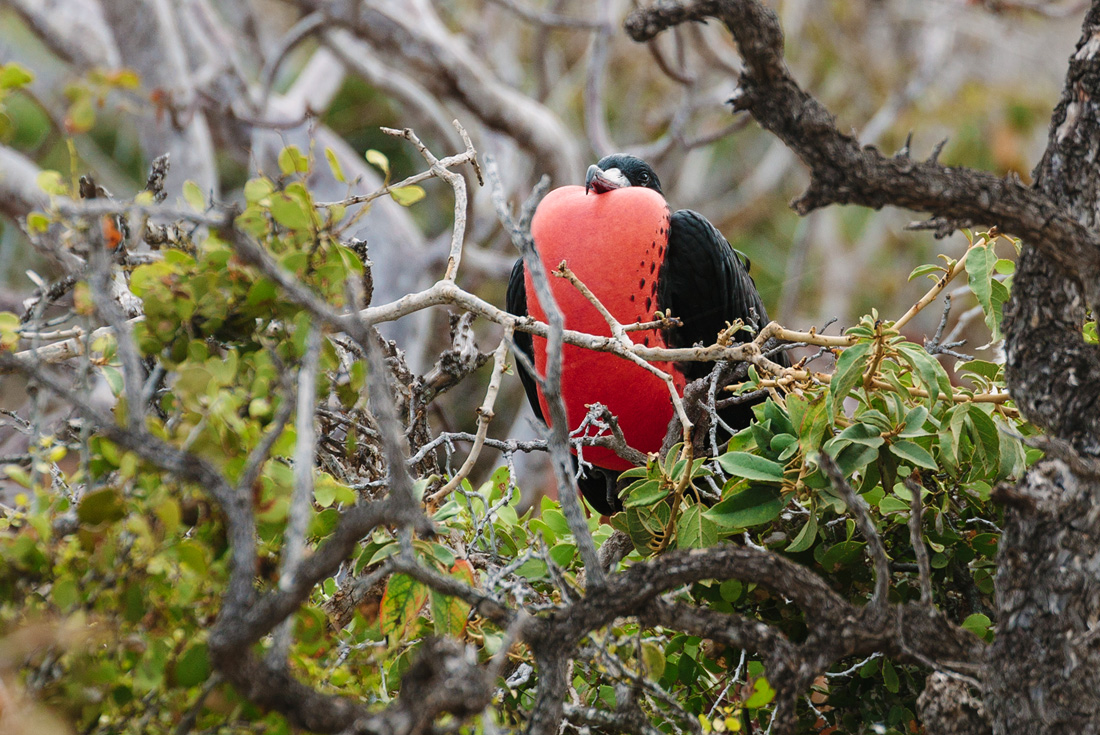 tourhub | Intrepid Travel | Galapagos Island Hopping 