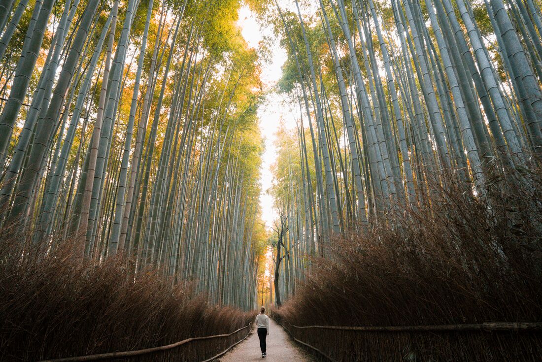 tourhub | Intrepid Travel | Japan: Land of the Rising Sun 