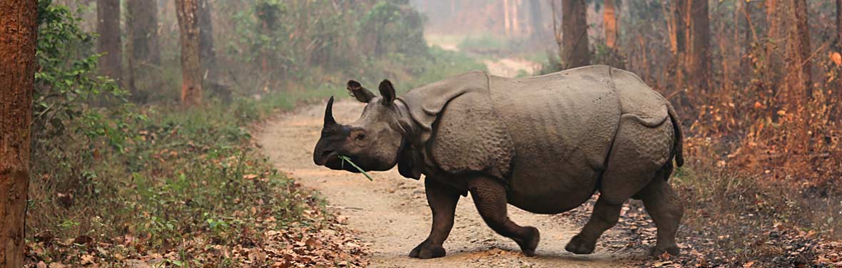 tourhub | Intrepid Travel | Chitwan National Park Extension 