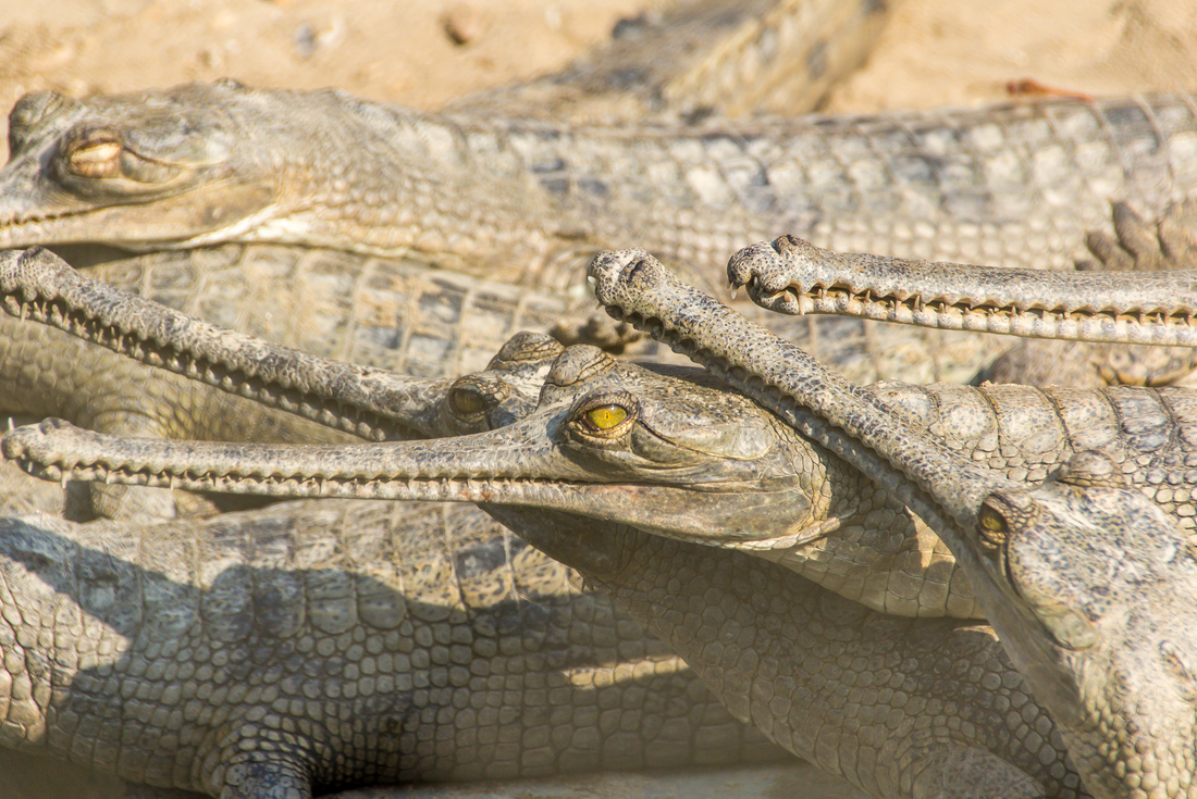 tourhub | Intrepid Travel | Chitwan National Park Extension 